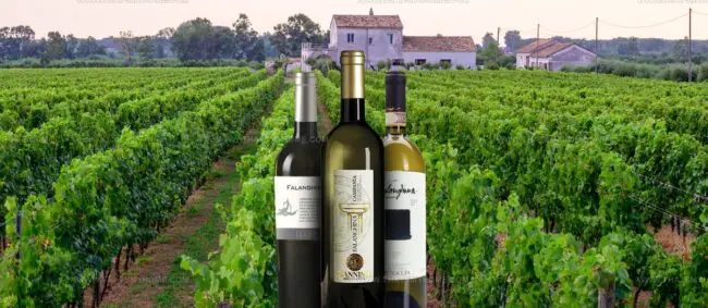 Falanghina