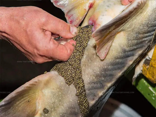Caviar Types and Their Quality