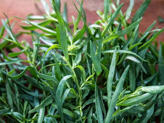 Discover The World of Tarragon Herb