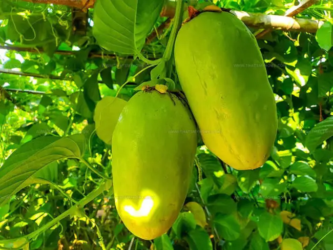Giant Granadilla (Giant Passion Fruit)