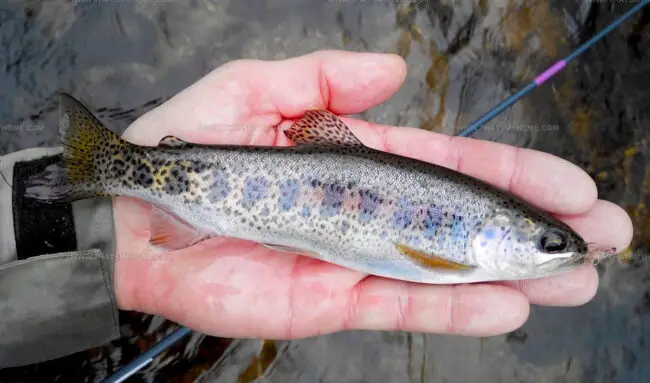Getting Rainbow Trout Ready to Eat