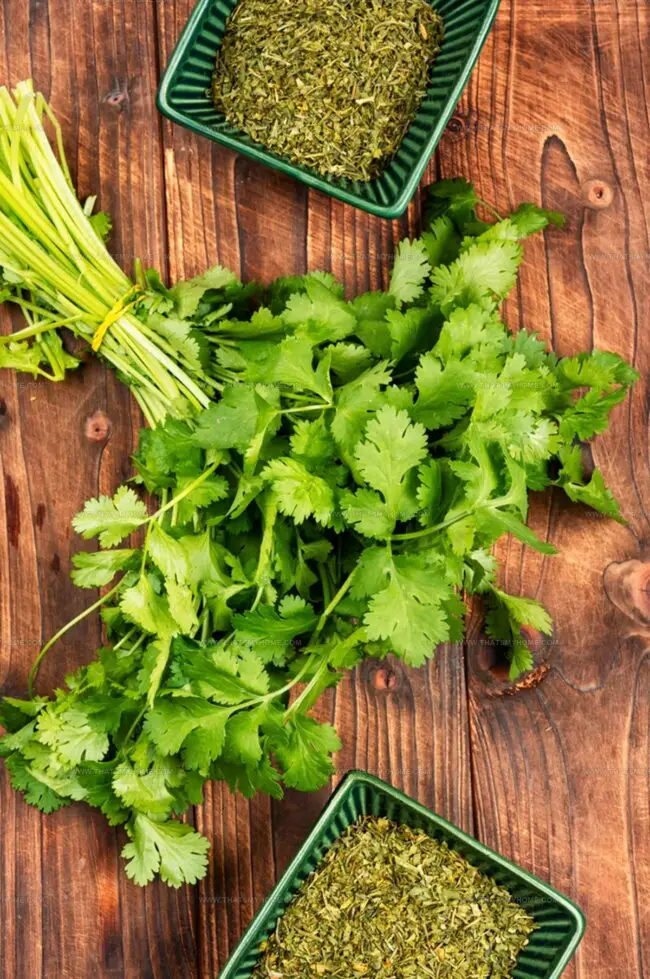 How Do Leafy vs. Stemmed Cilantros Compare in Aromatic Strength?