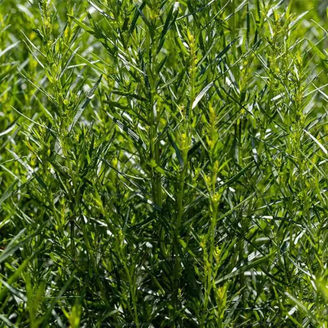 French Tarragon