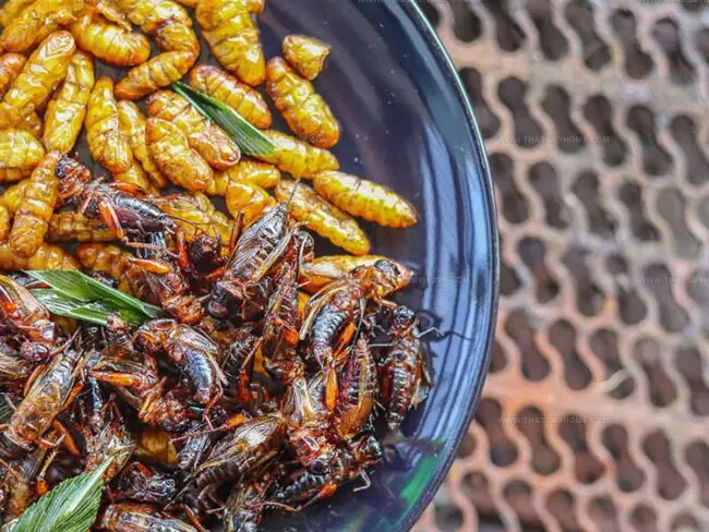Should You Eat More Crickets?