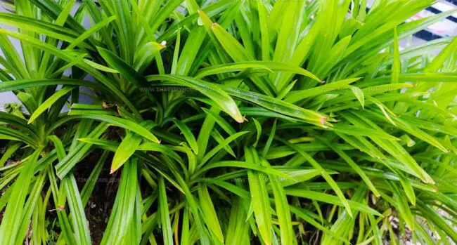 Pandan: More Than Just a Scent