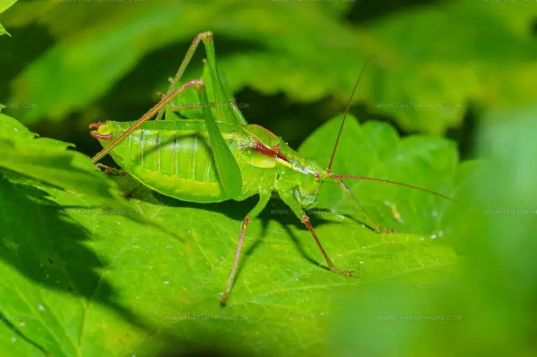 What Do Crickets Taste Like? Unveiling Nature's Crunchy Snack